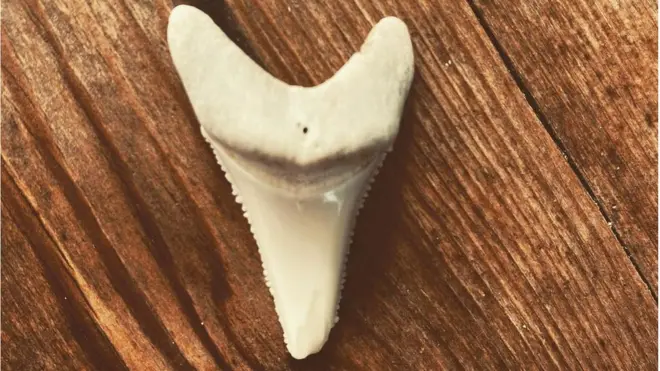 Chris Blowes says he's keeping the tooth as a souvenir to show his grandchildren.