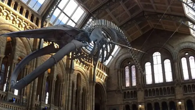 โครงกระดูกวาฬสีน้ำเงิน