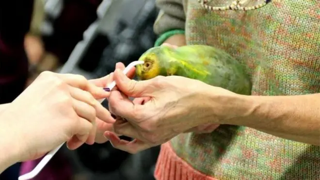 పపాయా వర్క్‌షాప్