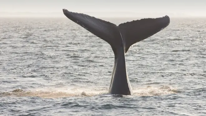Paus dulunya diburu untuk tulang dan minyak yang diambil dari jaringan lemak di bawah kulitnya.