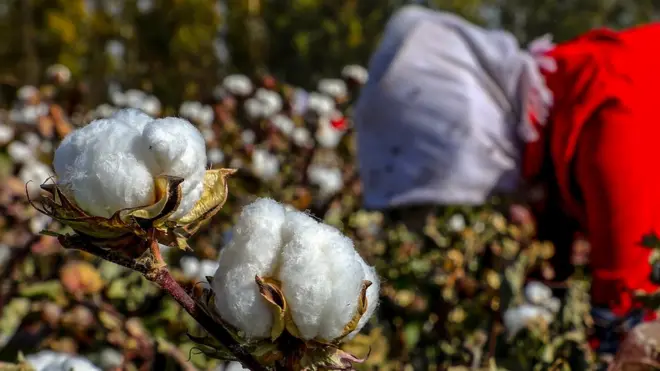 This photo taken on October 14, 2018 shows a farmer picking cotton in a field in Hami in China's northwestern Xinjiang region.