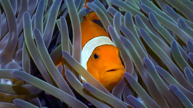 En el caso del pez payaso el cambio es de macho a hembra.