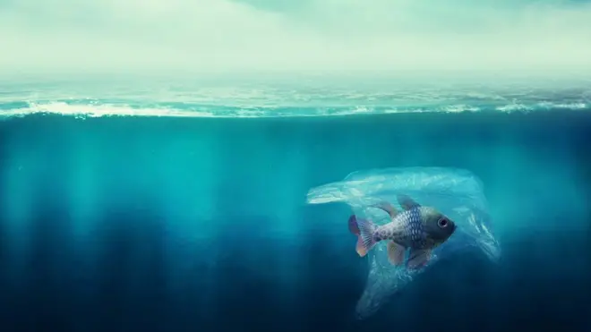 Enquanto o impacto do plástico em animais marítimos adultos é cada vez mais conhecido, autores de novo estudo buscaram a situação de ovos e larvas de peixes