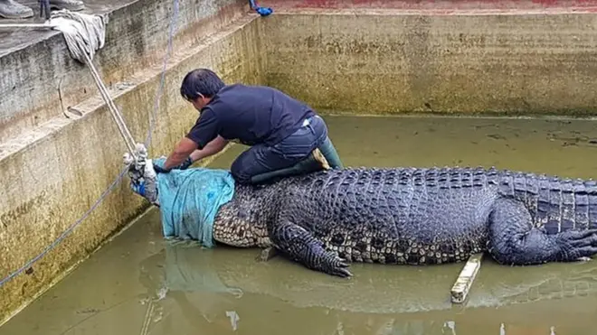 The animal was being kept illegally at the farm in Minahasa in North Sulawesi