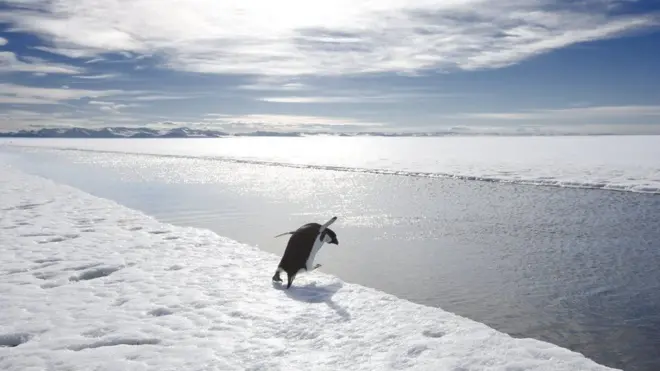 بحر روس في القارة الجنوبية الموطن الرئيسي لحوالي 10 أنواع من الثدييات البحرية ونصف أنواع الطيور من بينها البطريق