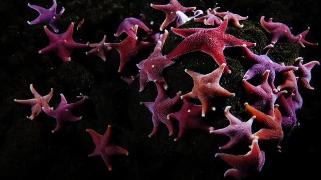 Море Росса считается одним из немногих уголков мира, почти не затронутых деятельностью людей