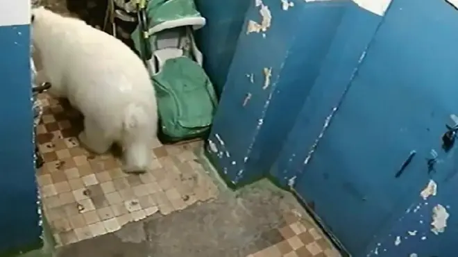 Beli medvedi u Rusiji
