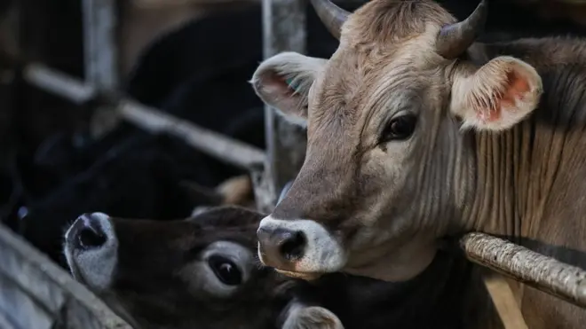 2019 වසරේදී ශ්‍රී ලංකාව පුරා ගවයින් 158,723 ක් මස් සඳහා ඝාතනය කර ඇත