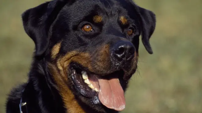 About one million dog na im dem dey chop every year for South Korea