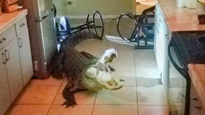 استيقظت امرأة أمريكية في السابعة والسبعين من عمرها على جلبة في منتصف الليل لتجد "متطفلا" قد اقتحم منزلها بعد أن كسر النافذة.