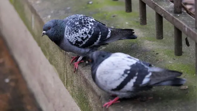 Selon les autorités pénitentiaires Argentines, des pigeons sont régulièrement utilisés pour la contrebande