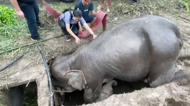 दुई मिटर गहिरो मङ्गालमा छावा खसेपछि अत्तालिएकी माउलाई त्यहाँबाट हटाउन उद्धारकर्मीहरूले लट्ठ्याउने सुई प्रहार गरेका थिए।