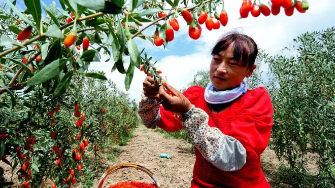 Nông dân lom khom bên những bụi cây chỉ cao đến ngang hông phủ đầy quả kỷ tử chín đỏ