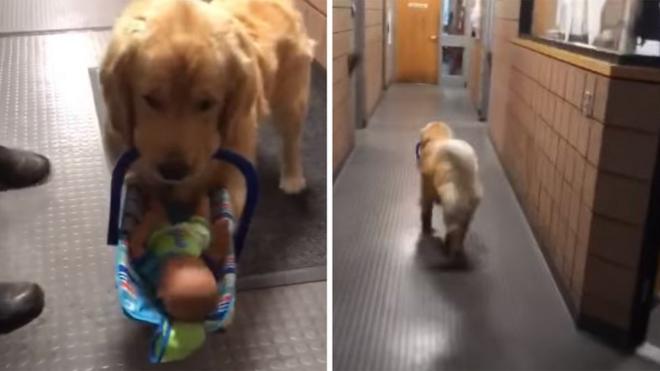 Ben the dog carries toys to a desk
