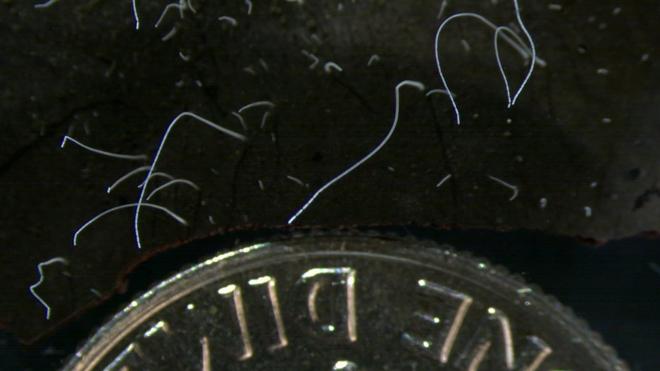 Na imagem, é possível ver a bactéria Thiomargarita magnifica (filamentos brancos) em comparação com uma moeda de 10 centavos de dólar