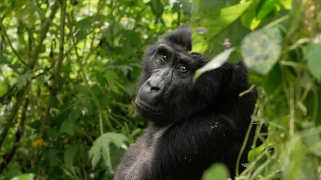 กอริลลาในป่า