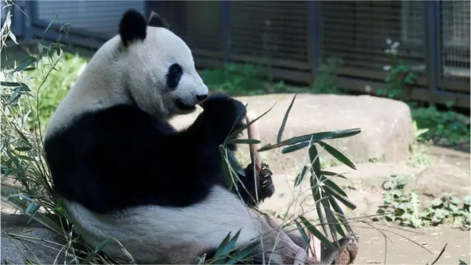 Staff at the zoo suspected Shin Shin could be pregnant after she mated with her partner Ri Ri in March