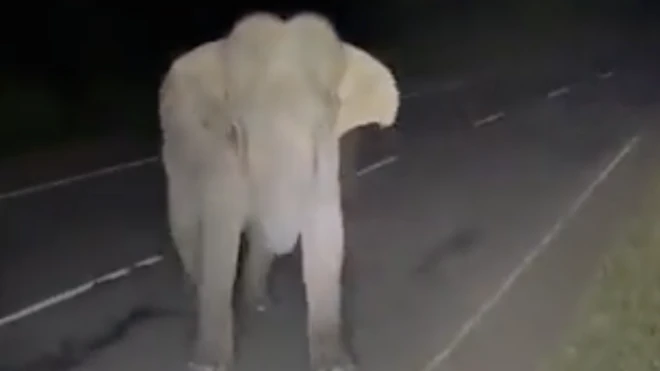 absuing elephant at habarana