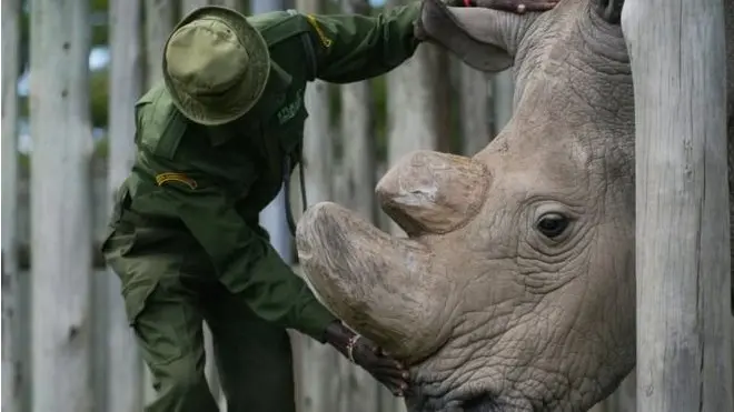 2016 දී ලබා ගත් සුඩාන්ගේ ඡායාරූපයක්