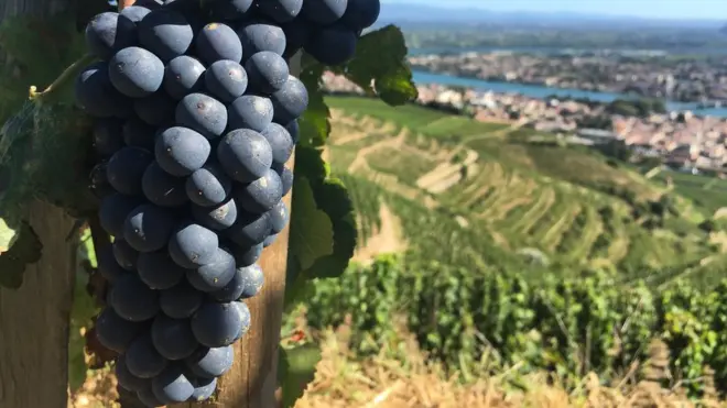 Grapes growing on vine