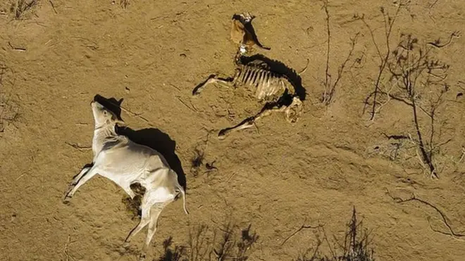 Suura loon sababa goginsaan dhuman, naannawaa Yaaballoo bara 2017 keessa