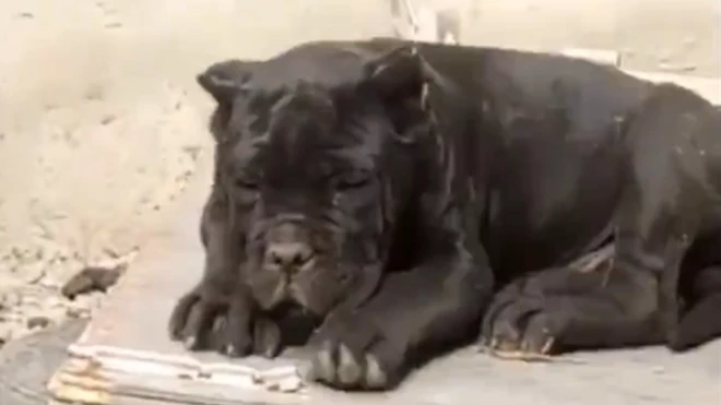 Maqaan saree abbichi baase poolisii waliin isa walitit buuse