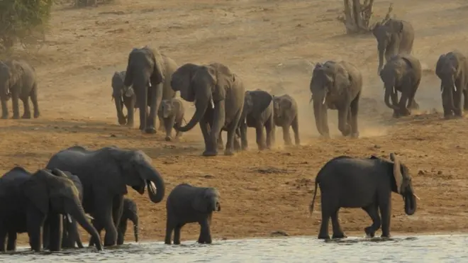 L'éléphant de forêt d'Afrique se reproduit seulement à un âge avancé, et ce avec un grand espacement entre les gestations.