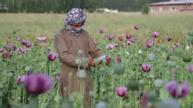 پوست، افغانستان، پاکستان، بلوچستان