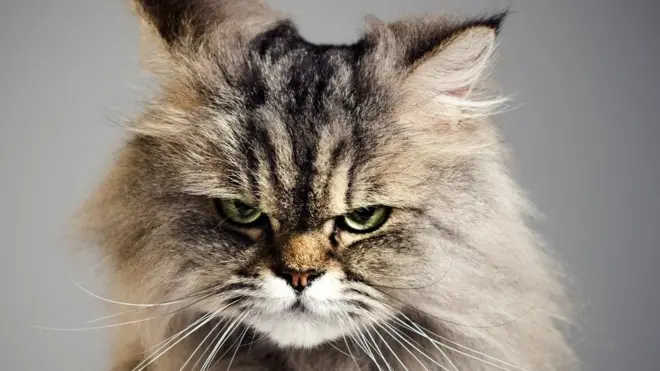 An angry cat