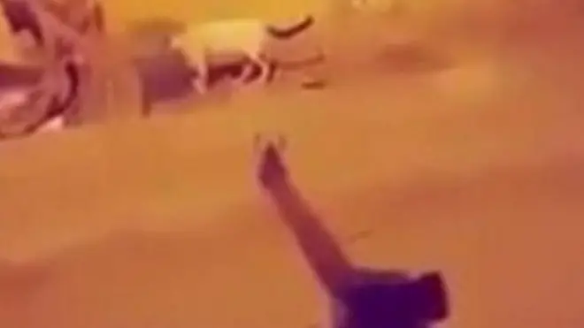 یاد سړي د پیشوګانو د وژلو عملیات وېډیو کې ثبت کړي