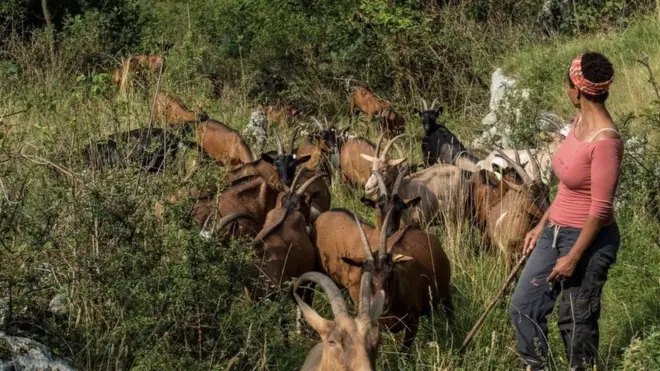 Aggituun re'oota ishee waliin