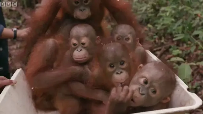 Орангутанги