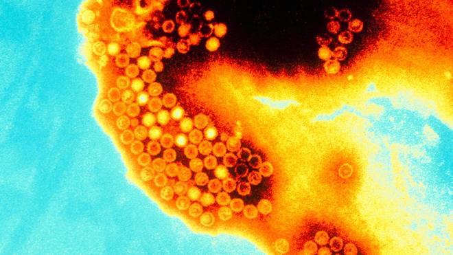 Vírusapk betway app downloadhepatite A