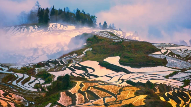 sawah terasering di China