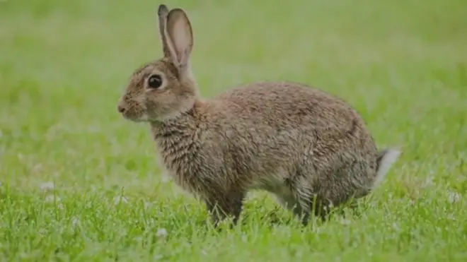 ఆస్ట్రేలియా కుందేలు