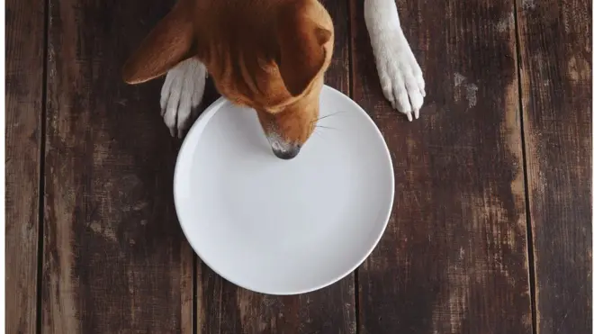 Cães podem ter começado a comer restoscasino evolution gamingrefeições humanas ainda no início da agricultura