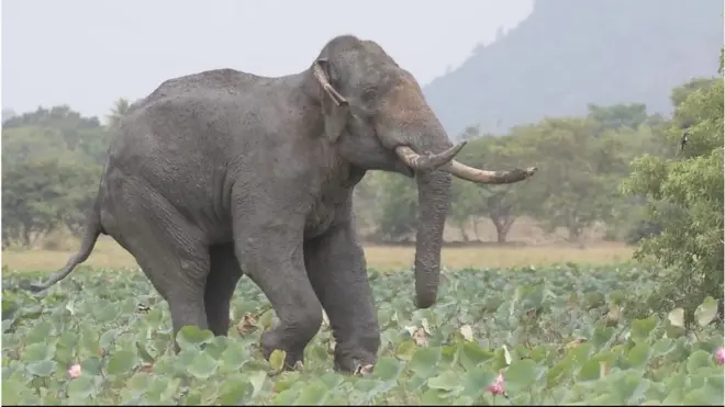 අග්බෝට අද දුන්නේ පරිත්යාගයක් ලෙස ලැබුණු බෙහෙත්'