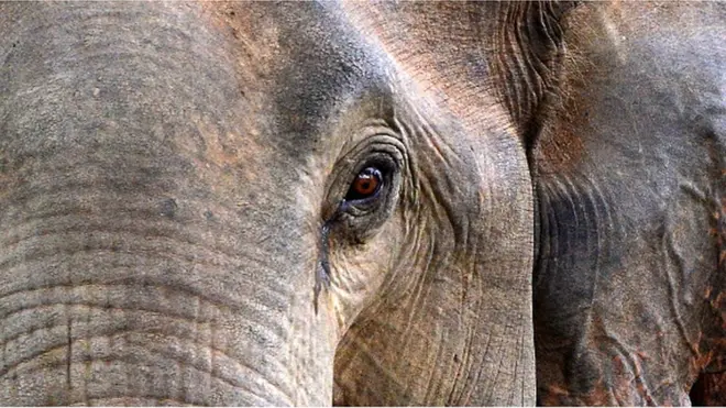 Elephants in Sri Lanka