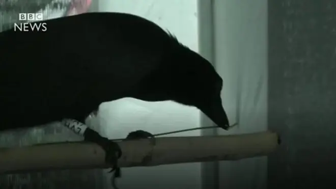 බුදිධිමත් කපුටා