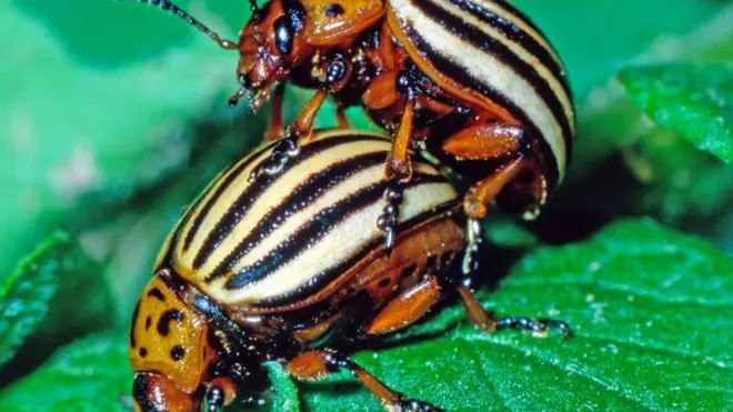 Beetles
