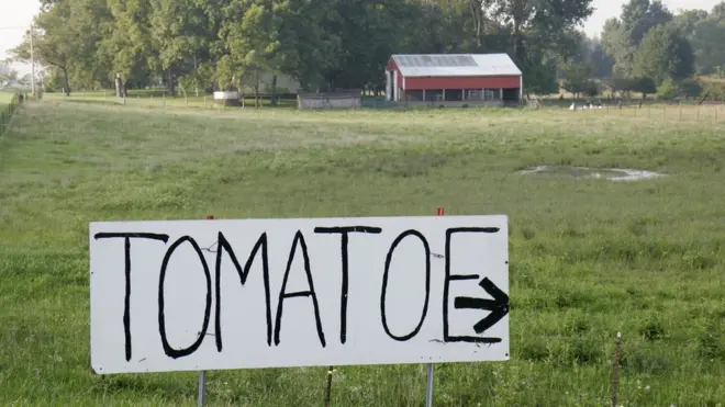 На написі орфографічна помилка - томат англійською в множині tomatoes. але в однині - tomato