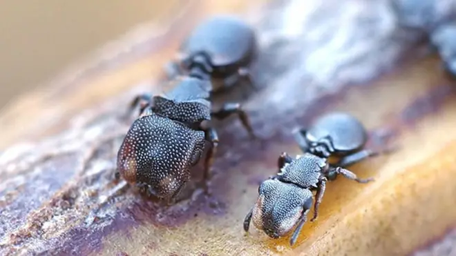 Las hormigas tortuga solado tienen grandes cabezas que funcionan como compuertas para bloque los túneles que habitan.