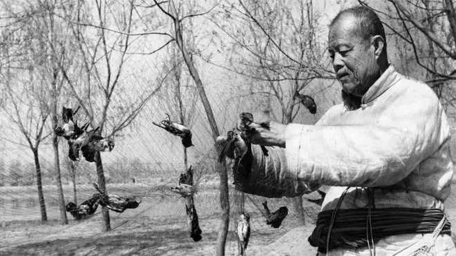 गौरैया को मारने का हर तरीक़ा स्वीकार्य था