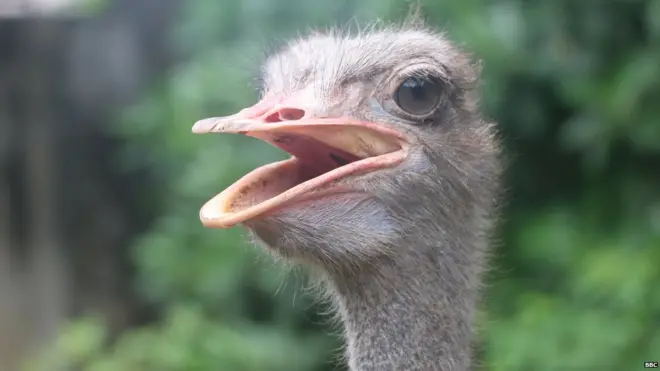 දෙහිවල සත්වෝද්යානය