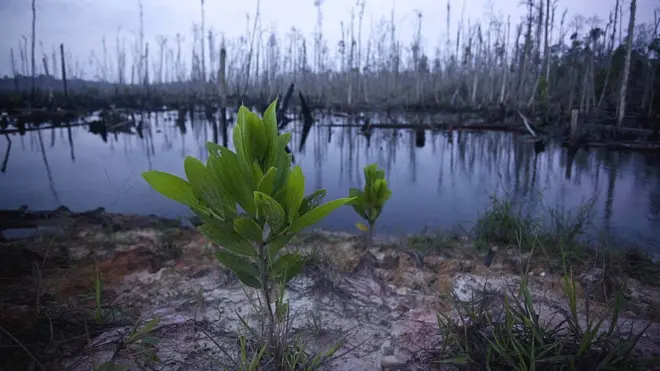 Krčenje šuma u Sumatri
