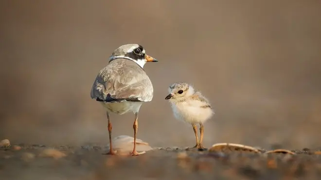 Рідкісні пісочники великі неподалік місця гніздування на піщаній косі поблизу Любикович