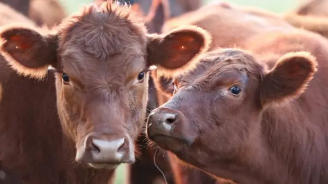 నైజీరియా