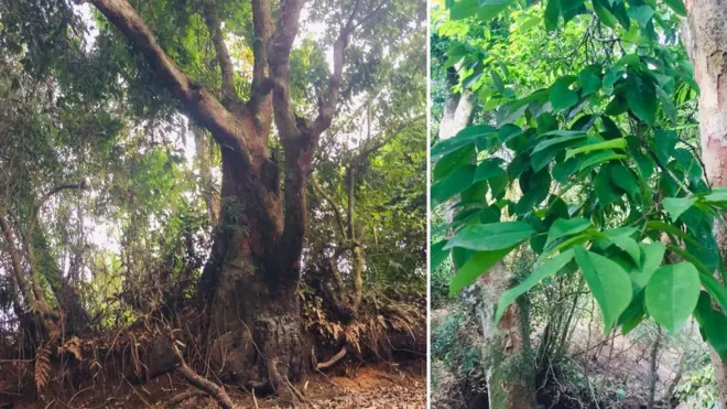 කෲඩියා සිලනිකා