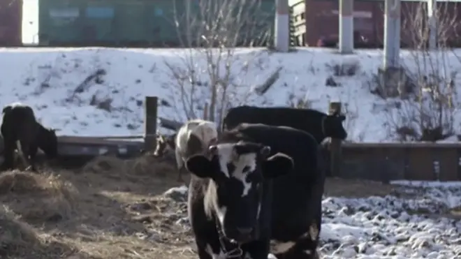 रूस में गौशाला