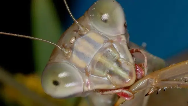 Una mantis china cuidándose a sí misma